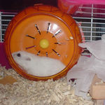 回し車を回しているアイ