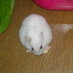 りんごチップを食べるアイ