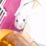 テラウェットタイルの下に潜るアイ