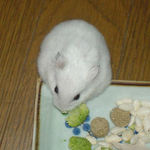 ブロッコリーを食べるアイ