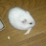 蒸鶏ささみを食べるアイ