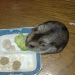 ブロッコリーに齧りつくユウキ