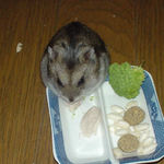 蒸鶏ささみを食べるユウキ