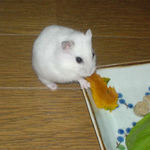 かぼちゃを食べるアイ