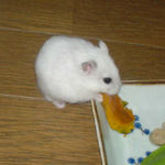 まだまだ、カボチャ食べ中