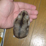 ヒマワリ種に食いつくユウキ