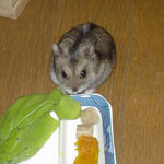 小松菜を食べるユウキ