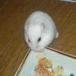 高野豆腐を食べるアイ