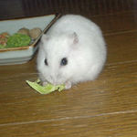 ブロッコリーを食べるアイ