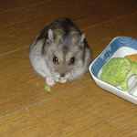 ブロッコリーを食べるユウキ