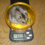 体重はあまりかわらず。