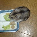 ブロッコリーを食べるユウキ