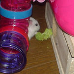 ブロッコリーを運び込んでいるアイ