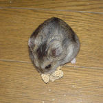 粟の穂に食いつくユウキ