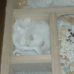 地下型巣箱に居るアイ