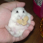 粟の穂を食べるアイ