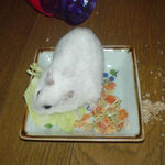 キャベツを食べるアイ