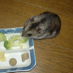 ブロッコリーに齧りつくユウキ