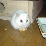 チーズを食べるアイ