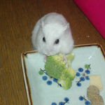 ブロッコリーを食べるアイ