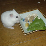 カンテンベジタブルを食べているアイ