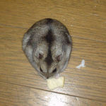 りんごチップを食べるユウキ