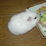 ブロッコリーを食べるアイ