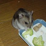 ブロッコリーを食べているユウキ