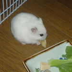 バナナチップを食べるアイ