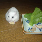 高野豆腐を食べるアイ