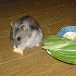 りんごチップを食べるユウキ