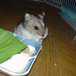 高野豆腐を詰め込んだユウキ