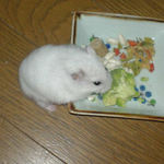 ブロッコリーを食べるアイ