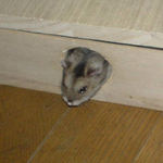 地下型巣箱から出てきたユウキ