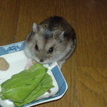 青梗菜を食べるユウキ