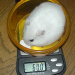 体重はあまり変わらず