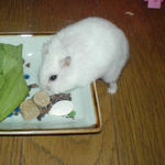 蕎麦の実をあさっているアイ