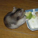 ブロッコリーを齧るユウキ