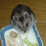 コメコメポップを食べるユウキ