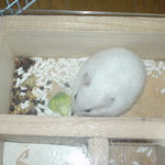 ブロッコリーを食べるアイ