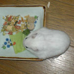 キャベツを食べるアイ