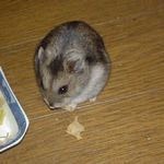 高野豆腐を食べているユウキ