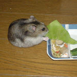 気を取り直してキャベツを食べているユウキ