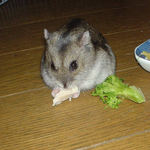 蒸鶏ささみを食べるユウキ