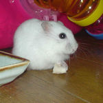 アイも蒸鶏ささみを食べてます