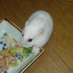 ブロッコリーを食べるアイ