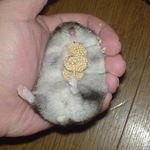 久々の腹出し食いです