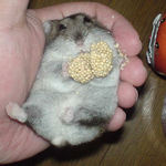 お腹周りがキレイです