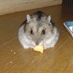 ハム用チーズを食べるユウキ