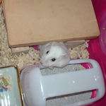 テラウェットタイルの下から顔を出すアイ